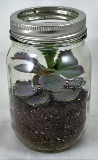 Succulent In A Mason Jar  |  Periwinkle Flowers Toronto
